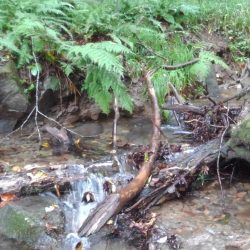 沢でイワナ釣り